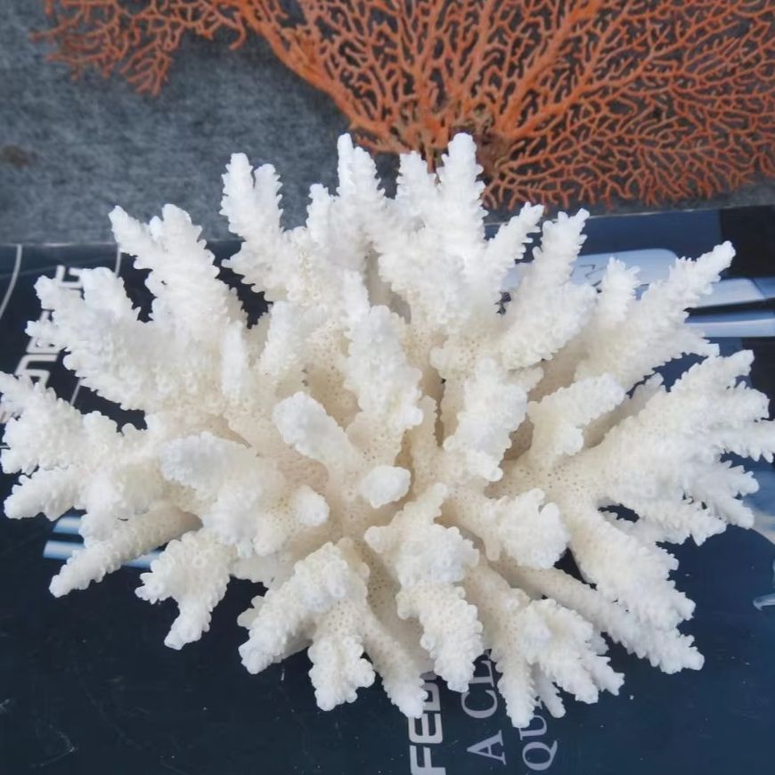 Marine Aquarium & Regional Centre Photos - 1개 천연 백색 산호 클러스터 해양