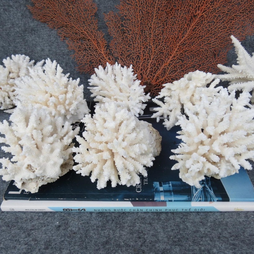 1개 천연 백색 산호 클러스터 해양 조각 수족관 장식  - Marine Aquarium & Regional Centre Photos 리뷰 및 가격
