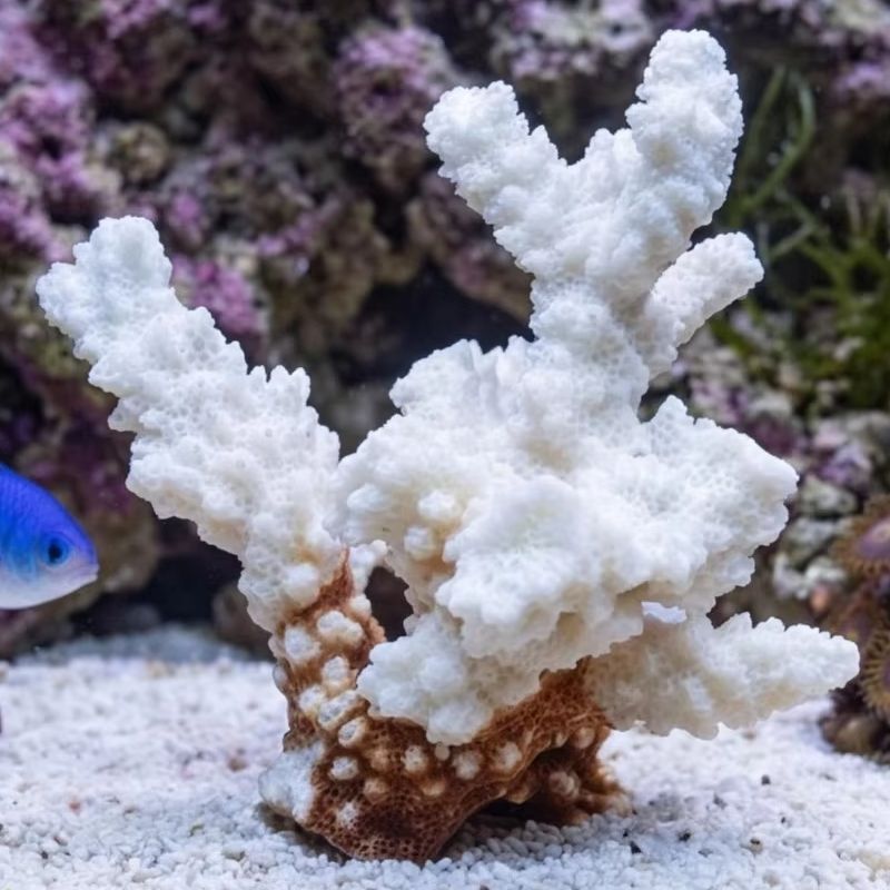 1개 천연 백색 산호 클러스터 해양 조각 수족관 장식  - Marine Aquarium & Regional Centre Photos 리뷰 및 가격