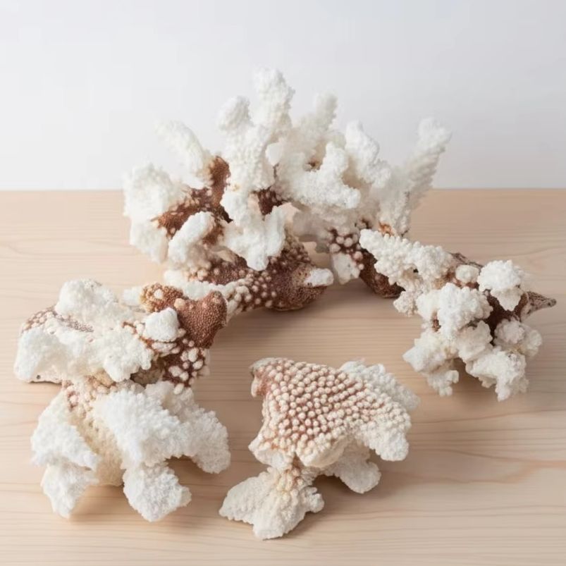 1개 천연 백색 산호 클러스터 해양 조각 수족관 장식  - Marine Aquarium & Regional Centre Photos 리뷰 및 가격